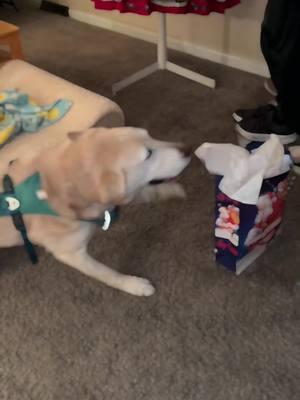 Stevie sure was excited for his annual visit from Papa Mike, the man who rescued him and cared for him until he was adopted 🥰 #theyneverforget #spreadsteviejoy  #steviethewonderdog #chawareness #cerebellarhypoplasia #cerebellarhypoplasiadogs #disableddogs  #labs #cutedog #funnydog   #rescuedogs #yellowlab #labradorretriever 