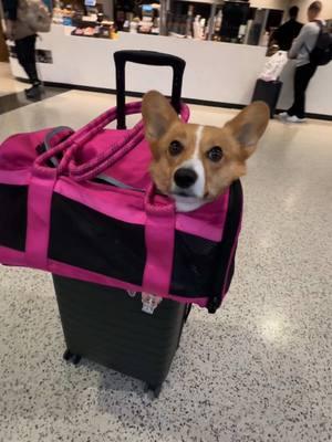 Sootcase feat. Ziggy! #sootcase #ilikemysuitcase #roverlund #ziggythecorg 