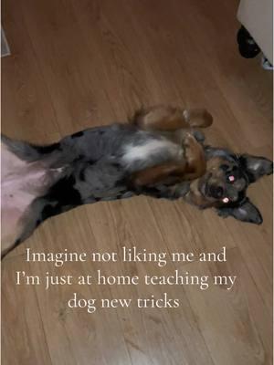 #capcut #memecut #dogtricks #fyp #foryou #foryoupage #dogsoftiktok #dakotamae #dogtok #puppytok #viral #trending #targeted #december #2024 #2025 #newyear #resolution #newyearsresolution #goodbye2024 #Hello2024 