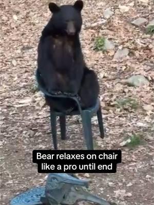 A black bear pushes a turned over chair up so he can sit in it. So smart! The bear enjoys relaxing in the chair until he gets scared off. #foryou #bear #wildlife #animal #Love #chair #forest #mountains #smartbear #cute 