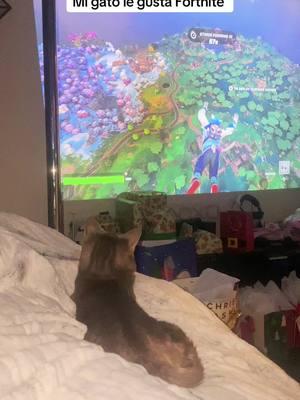 Mi gato viendi Fortnite #tiktokviral #fypシ #animalchannel 