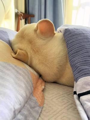 He predicted my prediction A puppy with 800 knowledge will not be fooled Is there anyone lazier than this boy #frenchbulldog #dog #pet #sleep#sleepin #cutepetdebutplant #dogsoftiktok