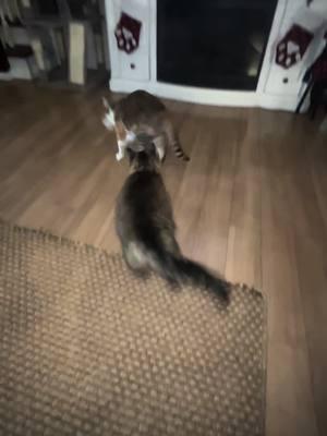 No animlas were harmed in thr making of this video. This is a daily foe rhem. 😂 #catsoftiktok #cats #fighting #playing #fyp #pussycats #swingho #justforfun 