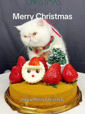 Merry Christmas ! 🎄🎁💓🍰 🎅🦌 love you ~ ❤️😘😻 #mukbang #eating #eatingshow #cateating #cat #christmas #merrychristmas #meow #catmukbang #sillyfun #sillygirl #strawberry #caketok 