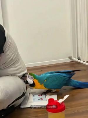 So cute, I want to raise lots and lots of birds 🥰🥰🥰#tiktok #foryou #cat #cats #funny #funnyvideos #catsoftiktok #funnytiktok #funnycat #fypage #fypツ #catlover #cute #birds 