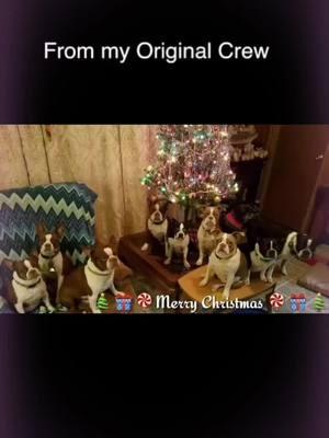 Aleays fun taking group pics🥰🥰🥰 Merry Christmas 🎄❤️🙏🥰 #bostonterrier #bostonterriersoftiktok #bostonterriersofinstagram #bostonterriersforever #bostonterriersoffacebook #melodysakabostonterriers #merrychristmas2024  #merrychristmas 