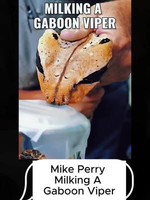 Mike Perry Miking A Gaboon Viper #snake #kingcobra #snakesoftiktok #animals #animalsoftiktok #fyp #LearnOnTikTok 