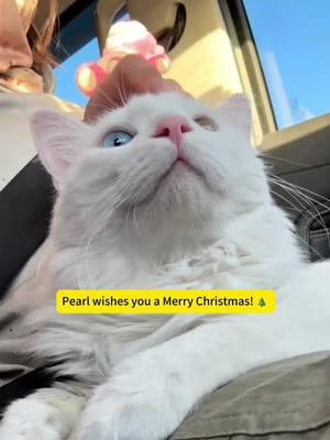 Long time no see!! 🎄 Happy holidays 🤶 #catmeme #catvlog #meow #whitecat #roadtrip 