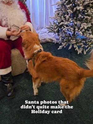 Were any of these Holiday card worthy? I dug thru and found some very great bloopers over the years! I can't wait to show you the photos from this weekend's Santa visit!  #holidaydog #santaphotos #christmasphotoshoot  #funnyphotos 