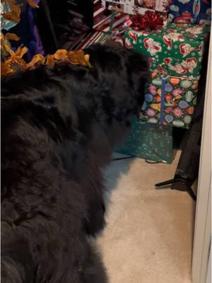 Early #christmaseve shenanigans from Ollie!  Snooping around trying to find his Christmas presents 🎁 early! 😈 Hopefully #santapaws keeps him on the #nicelist  #Newfoundlanddog #newfoundlandpuppy #littlemissopinionated #newfoundlanddog #newfoundland #newfoundlandsoftiktok #newfie #newfie #newfiesoftiktok #brownnewfie #cocopuffthenewf #dogtok  #puppylove #newfsoftiktok #dogsoftiktok #bigdog #browndogs #puppyoftheday #puppylife #newfoundlandsarethebestdogsever #giantbreedlovers #giantbreed #newf #cutedogs  #giantbreedlovers #giantbreedsoftiktpk #santa #santaclaus #christmas