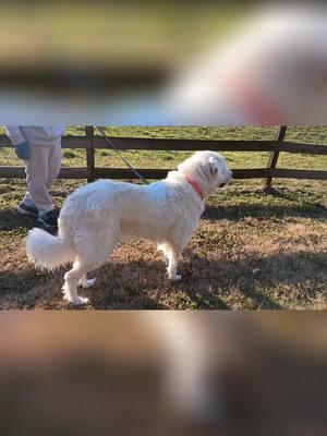 Penelope Garcia is #fancylikechristmas  #fyp #dog #christmas #dogsoftiktok #greatpyrenees #greatpyreneesoftiktok #doglover #dogmom 