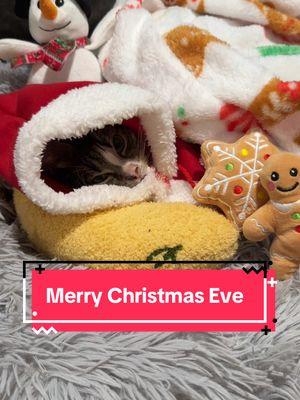 Merry christmas eve everyone #ysera #yseratok #kitten #cute #specialcat #catsoftiktok #kitty #goodmorningysera #catsofinstagram #catsoffacebook #ndd #neurodegenerativedisease #yserasarmy #merrychristmas #merrychristmas2024 #merrychristmaseve 