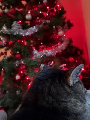 Merry Chrismukkah from our furry family to yours 🎄🎁🐈‍⬛😻#fy #fyp #fypシ #fypシ゚viral #PetsOfTikTok #pets #cat #catsoftiktok #cats #catlover #blackcat #blackcats #blackcatsoftiktok #blackcatsaregoodluck #tabbycat #tabbycatsoftiktok #tabbycats #cattok #cattoks #cattoks #furbaby #furbabylove #furbabies #funnypet #christmas #christmascat #christmascats #santapaws #catfamily #midwest #iowa #iowacheck #illinois #illinoischeck #qc #quadcities 