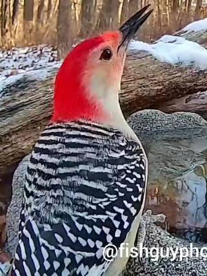 With temps below freezing all week, open water becomes very scarce, and #songbirds will flock to a heated #birdbath 