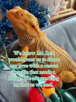 Mr. Rex is at peace this coming 🎄. We know he would want us to continue to help others and provide a good home and proper husbandry to a bearded dragon in  need. We are working with bearded dragon rescue to do that. I hope that will help us to heal while continuing to always have the best memories of Mr. Rex in our heart. He truly was one of a kind. I will be picking up his footprint from our kind friends at Nautilus Exotic Vet and getting a memorial plaque to mark his place of rest here. I comfort myself with knowing I did everything I could while he was here including surgery. The soft tissue sarcoma cancer was too aggressive for any of us. We gave him everything we could. Now he can just rest in peace.  #beardeddragon #beardeddragons #beardeddragonsoftiktok #newbeardeddragon#beardeddragondiet #beardeddragoncare