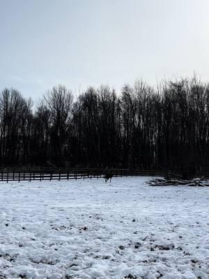 Down she goes #snow #horses #trotter #winter 