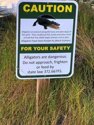 #grandmajujuontiktok #flgators #gators #bigcypressnationalpreserve #dontfeedthegators 