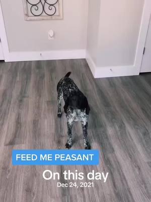 #onthisday when those five minutes are the longest wait… #puppies #puppiesoftiktok #dogmom #dogsoftiktok #dog #mybaby #gspoftiktok #gsppuppy #gspoftheday #gsp #gspdog #hungry 