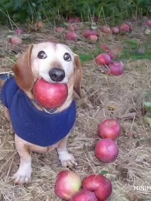 #dogwithapple #dogapple #dog #apple #minimax #fypシ #merrychristmas #christmas #LaPuraCrema 