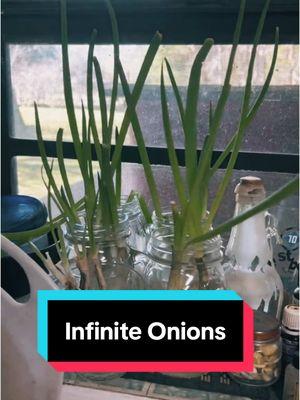 Infinite Green onions in the kitchen with balls #greenonions #gardening #freshfood #onions #ball 