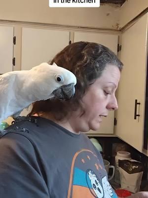 Making ginger bread with Furby #furbythebirb #birdtok #talkingbird #talkingparrot  #parrotsoftiktok #umbrellacockatoo  #christmas #christmasbaking #christmascookies #baking 