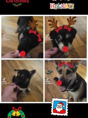 Merry Christmas from the pack ✌️#viralvideo #fyp #viral #fypage #v #puppies #puppy #shepskymix #shepskysoftiktok #shepskydog #shepsky #shepskylovers 