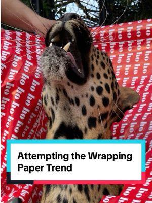 It went exactly how we expected  #cougar #leopard #africanleopard #lynx #carpathianlynx #christmas #wrappingpaper #fyp #foryoupage #southflorida #florida 