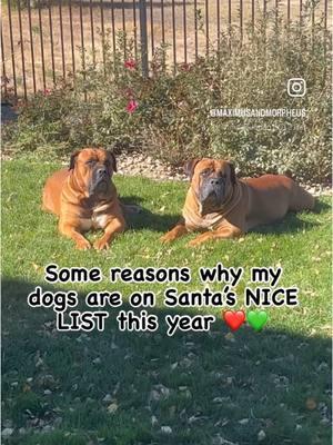 Best dogs ever ❤️🐾💚🐾 . . #favoriteholiday #favoriteseason #mydogs #nicelist #dogs #dogsoftiktok #dogsofttiktok #santascoming #boerboels #boerboelsoftiktok #maximusandmorpheus #dogvideos #dogreels #dogcontent #tistheseason #christmas #dogsarelife #dogsarefamily #itsthemostwonderfultimeoftheyear #bigdogs #bigdoglove #doglovers #Love #doglover #doglove #dogsarethebest #dogoftheday #dogsoftiktokviral #dogsarelove #dogtok 