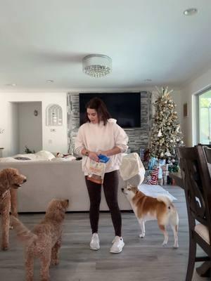 Morning routine 😉@YELANY #dog #dogsoftiktok #dogsvideo #dogslife #dogsathome #kiara #animals #kamora#kooper#reality#morning#morningroutine #treats #latina#cubana#bebeperrunos #Love.