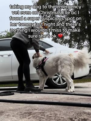 I’d miss any holiday for her, just hoping it’s nothing 😔 #dogsoftiktok #dogmom #mybaby #greatpyrenees #rescuedog #greatpyreneesoftiktok #greatpyreneeslife #rescuedogs 