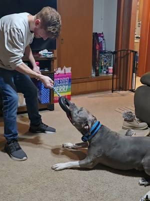 Just an 11.5 year old psycho enjoying an early Christmas gift 😂🎅 (volume up)  #onthenicelist #dogsoftiktok #highdrivedog #seniordog #americanbully #tugofwar #volumeup #crazyrebels 