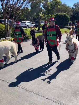 It’s beginning to look a lot like Christmas.  #christmas #alpacarereindeer #santascoming #santashelpers 