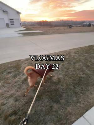 #Vlog #Vlogmas #day22 #christmas #dog 