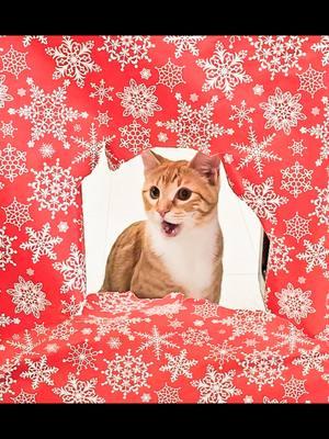 wait til the end for a couple funny ones! snickerdoodle and maple really stole the show this time around. lol #cats #catsoftiktok #sheltercats #wrappingpaper #catphotoshoot #christmascats #christmas #christmasphotos 