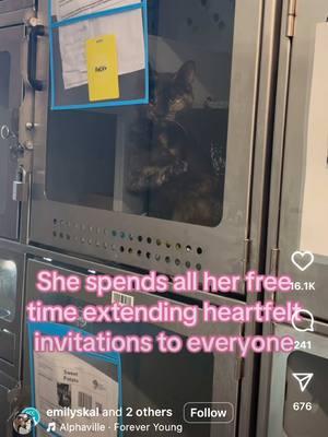 This is NOT my original video but I WANT her and would Need funding. #shelterkitten #animalshelter #homelesskitten #catsanctuary #felvlove #felv #felvkitten #tortie #kittentok #kittensoftiktok #nyc #manhattan 