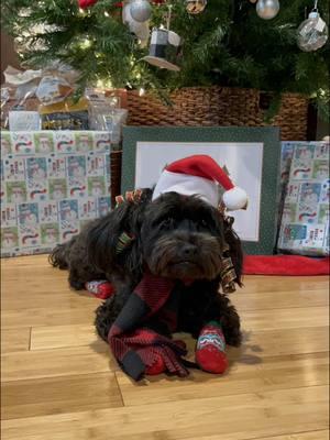 #christmas #socks #doggie #doggiesoftiktok #funny #😜 #😂 #merrychrismas  #feliznavidad #perrito #medias #calsetas #grasiosas😂😂😂😂 