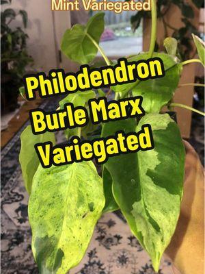 How beautiful is the variegation on this Philodendron Burle Marx Mint Variegated!! So much new growth pushing out! Sara at @Good Plantkeeping has the best rare, semi-rare & common plants! If you have a wish list plant she will do what she can to find it & at great prices!  #plant #plants #plantsoftiktok #planttiktok #PlantTok #plantlover #plantmom #philodendron #philodendronburlemarxmint #philodendronburlemarxmintvariegated #philodendronburlemarx #philodendronburlemarxvariegated #burlemarx #burlemarxmint #burlemarxmintvariegated #philodendronburlemarxvariegata #burlemarxphilodendron #burlemarxvarigata #philodendronvariegated #varigatedphilodendron #rareplant #rareplants #rareplantsoftiktok #semirareplants #newplant #newplants #newplantwhodis #plantparent #plantparenthood #plantcommunity #plantcollection #plantcollector #plantsplantsplants #plantsmakepeoplehappy #plantsmakemehappy #tiktokplants #fyp #fypシ゚viral #foryoupage #tiktokcontentcreator #contentcreator #goodplantkeeping #indoorplants #indoorplant #houseplant #houseplants #houseplantsoftiktok #creatorsearchinsights #newleaf #newleaves #newgrowth #SmallBusiness #smallbusinesscheck #supportsmallbusiness #shopsmallbusiness 