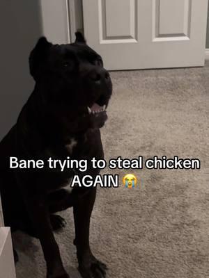 My dog be starving…he don’t get fed 💀  #RaisingBane #holidaydogtreats #funnydogsoftiktok 