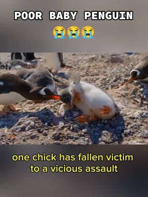 #penguin #penguins #penguinsoftiktok #babypenguin #seabirds #babybird #babybirds #birdnest  #birdsofprey #birdsoftiktok #bird #birds #birdvideos #animals #animal #animalworld #tiktokanimals #animalsoftiktok #wildanimals #wildlife #wildlifephotography #predator #prey 