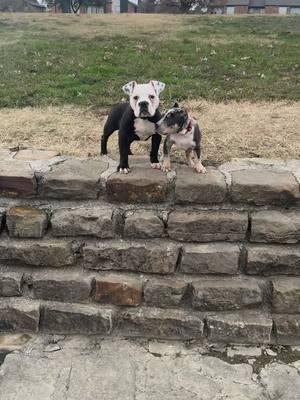 #mydogtools #pup #puppy #americanbully #merlebully #frenchie #frenchbulldog #pocketbully #xlbully #takecareofyourdog #takecareofyourdogs #mydogssuck #beardeddragon 