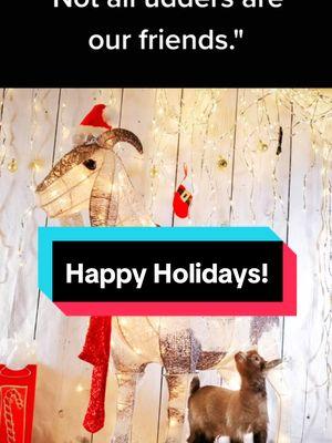 Happy Holidays everyone! #goattok #babies #babygoats #babypygmygoats #pygmygoats #pygmygoatsoftiktok #lifeofashowdoe #lifeofashowbuck #npga 