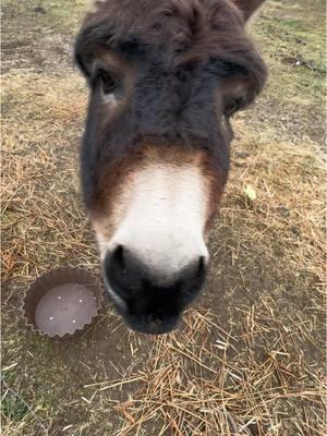 Merry Christmas Eve! #fyp #henry #boggsfunnyfarm #donkeyoftiktok #fypシ #donkey #treats #christmas 