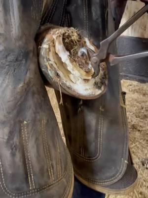 #farrier #farriersoftiktok #farrierlife #hoof #hoofcare #hoofpicking #hoofcleaning #hoofcow #horse #fyp #horsehooves #hooftrim #hooftrimingvideos #satisfying #asmr #hooftriming #foryou 