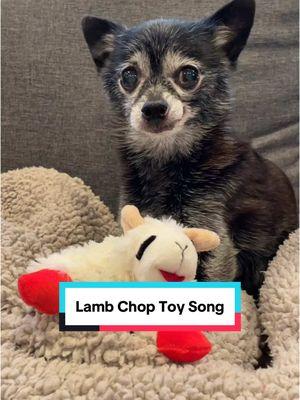 Lamby AKA Lamb Chop is Leni-approved #ChewyPartner @Chewy 