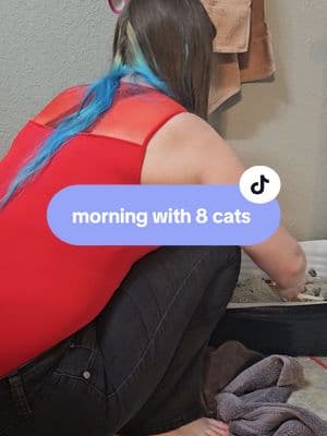 a morning with 8 cats🥰 soon to be 11! 👀 #cat #cats #catsoftiktok #cattok #cattiktok #catroutine #morningroutine #fostercats 