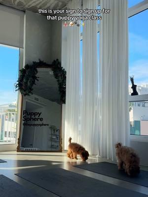 Puppy yoga brought to you by: @Puppysphere 🤍 🐾 we went to the Miami location such a blast✨🧘🏼‍♀️ #puppyyoga #puppyyogamiami #yogaclass #thingstodoinmiami #designdistrictmiami #floridagirls #sundayfunday 