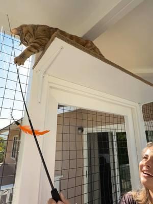 Phoenix the cat, backed by the band Phoenix, showing off @Jamienkidd and @blakeysmalls new catio! #catioguy #catio #customcatio #catenclosure #catenrichment #catification #cathome #cathouse #catplayground 