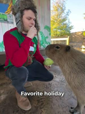 Happy Holidays from your Cappy friends at Gatorland 🎄✨🥬 (watch the full video on our profile!) #experiencekissimmee #kissimmee #mykissimmee #gatorland #cappys #capybaras #animalinterviews #holidays #holidayfun #christmas #christmasactivities #cute #funnyanimals