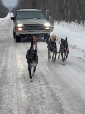 Some of the recent line run vids🤩🥹 #alaskansleddog #multidoghousehold #mushinglife #uppermichigan #runyourdogsnotyourmouth #sleddogsoftiktok #muttsoftiktok 