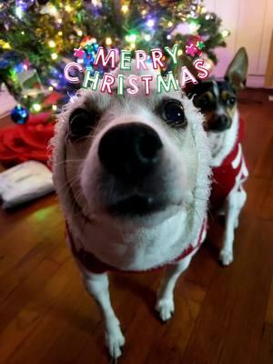 Christmas dogs#christmas2024🎅🎄 #christmasdogsoftiktok #christmasdogsoftiktok 